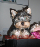 teacup yorkie